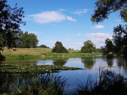 Bobritzscher Teich ALLE ANGELN