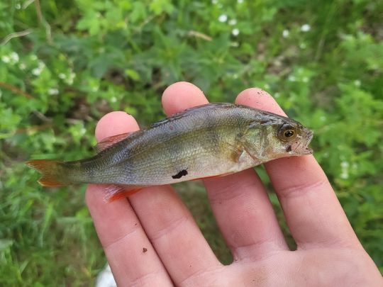 Forellensee Padenstedt-4