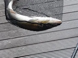 Wupper (Wuppertal)-2