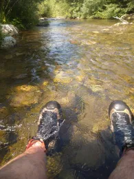 Falschauer (Valsura)