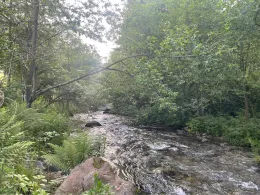 Falschauer (Valsura)-3