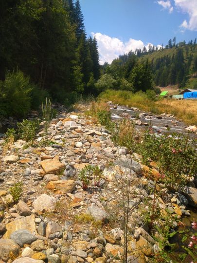 Falschauer (Valsura)-2