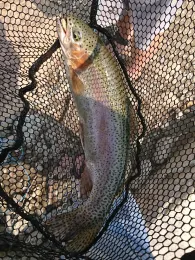 Falschauer (Valsura)-4