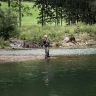 Falschauer (Valsura)-1