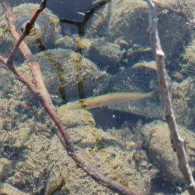 Gabrielweiher (Buchloe)