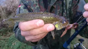 Tollense (Klempenow)-2