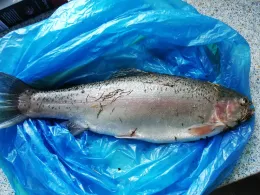 Vereinsteich ASV Overath-1