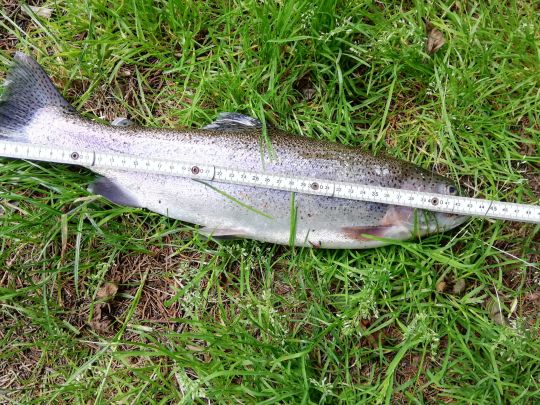 Vereinsteich ASV Overath