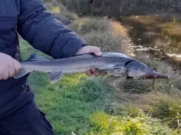 Forellenhof Niemegk (Werdermühle)-2
