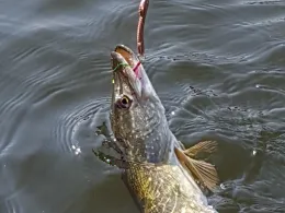 Waldnaab (Weiden i.d. Oberpfalz)