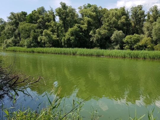 Inn (Simbach am Inn) angeln