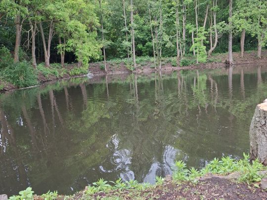 Rückhaltebecken Irxleben-2