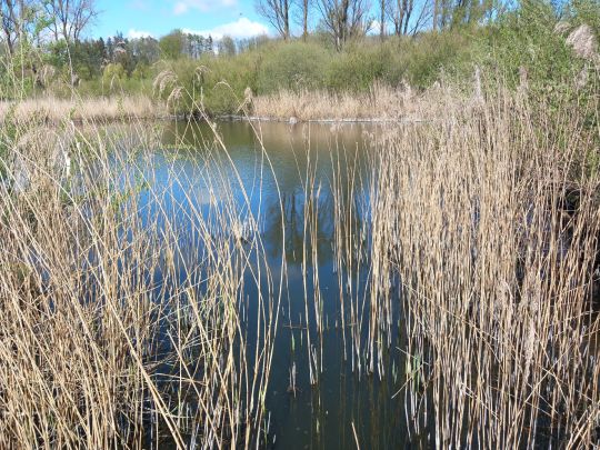 Brennermoor (Bad Oldesloe)-1