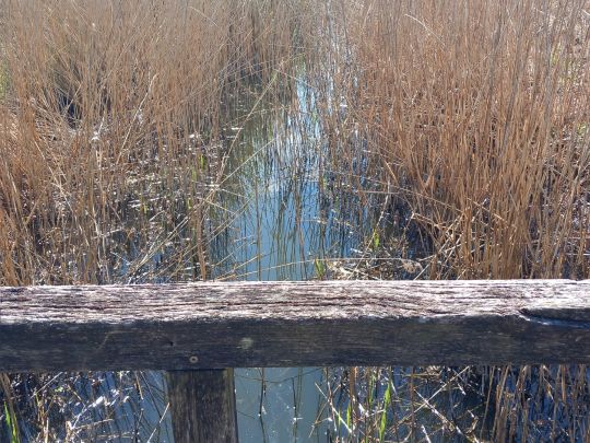 Brennermoor (Bad Oldesloe)-4