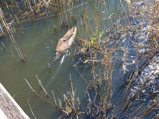 Brennermoor (Bad Oldesloe)-2