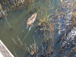 Brennermoor (Bad Oldesloe)-2