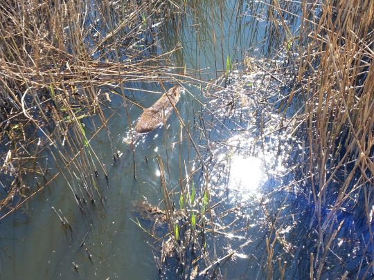 Brennermoor (Bad Oldesloe)-3