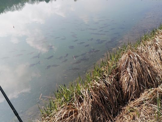 Karpfenteich Tegelen-2