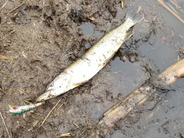 Feldschlößchen (Piethen)-1