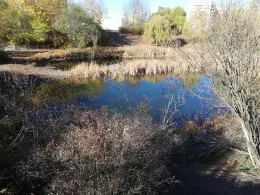 Teich an der Gellertstraße-3