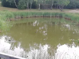 Teich an der Gellertstraße-2