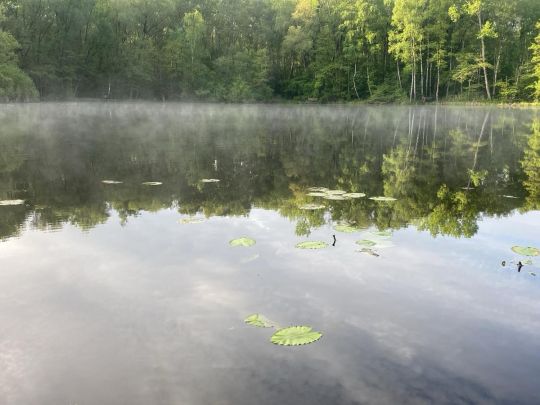 Karauschenweiher (Erftstadt)-4