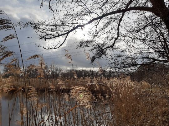 Bucher Teiche (Berlin)-3