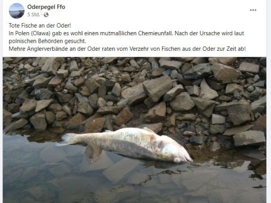 Oder (Groß Neuendorf)-3