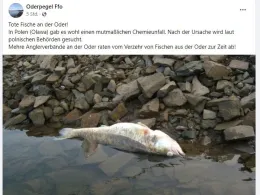 Oder (Groß Neuendorf)-3