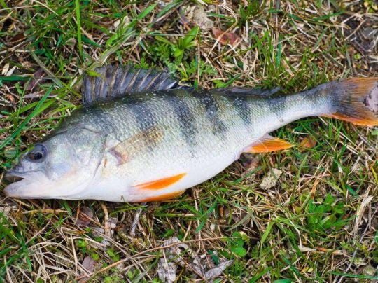 Mittellandkanal (Hörstel)-1