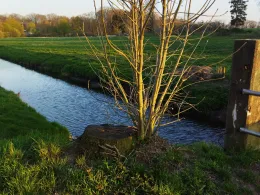 Mühlenbach (Emsdetten)-4