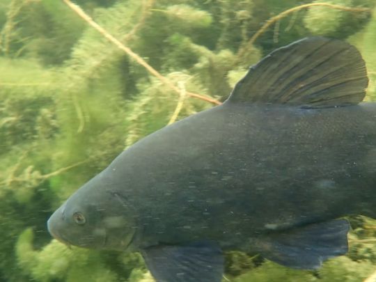 Schützensee (Elchingen)-4