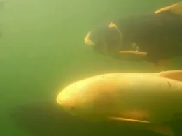 Schützensee (Elchingen)-1