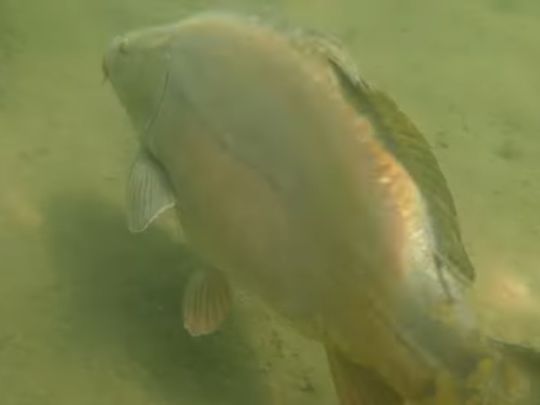 Schützensee (Elchingen)-2