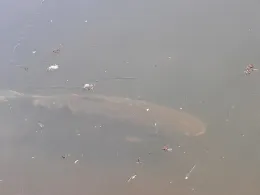 Angelteich Märtensmühle