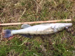 Elbe-Seitenkanal (Bad Bevensen)-0