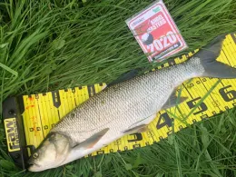 Dove Elbe (Hamburg-Allermöhe)-3