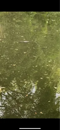 Körnersee (Berlin-Mahlsdorf)-1