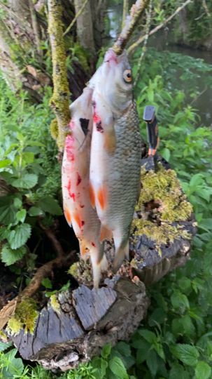 Lauer (Poppenlauer)-1