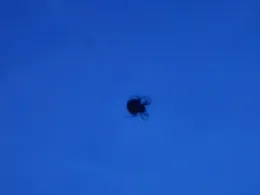 Lauer (Poppenlauer)-2