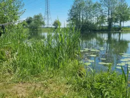 Wanninger See (Cham)-3