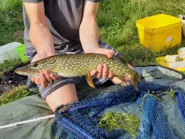 Wanninger See (Cham)