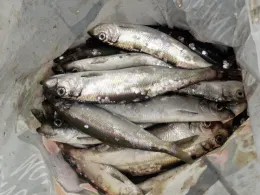 Strelasund (Stahlbrode)-1