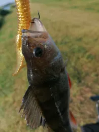 Emder Stadtgewässer-2