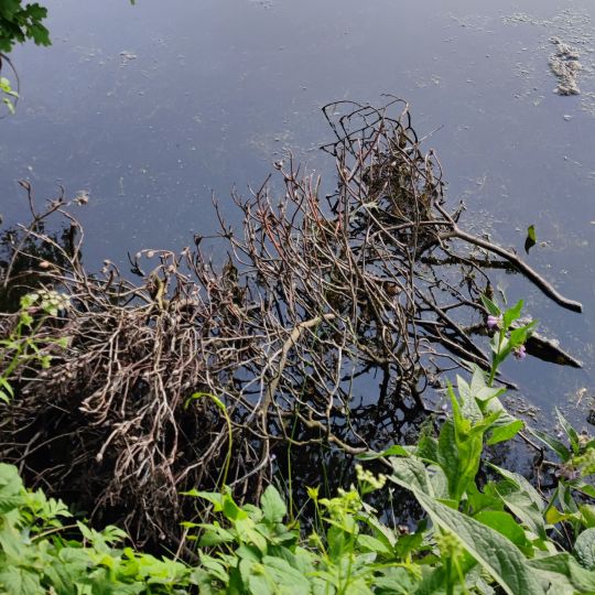 Rückhaltebecken Krohnstieg (Bornbachstausee)-2