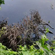 Rückhaltebecken Krohnstieg (Bornbachstausee)