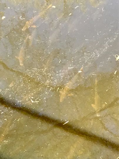 Wertach (Augsburg-Göggingen)-2