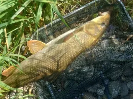 Wertach (Augsburg-Göggingen)-1