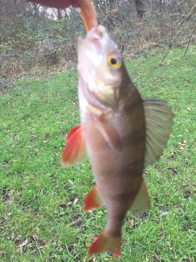 Kälberweide (Bremervörde)