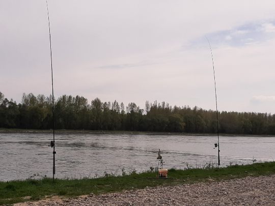 Rhein (Neuburg am Rhein)